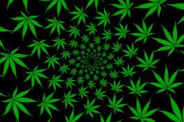 Ali ste odvisni od marihuane? Reši ta kviz