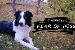 Cynophobia: 개에 대한 두려움