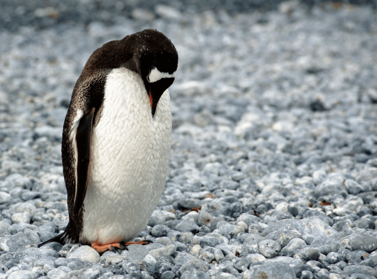 surullinen pingviini yksin katsellen jalkoja