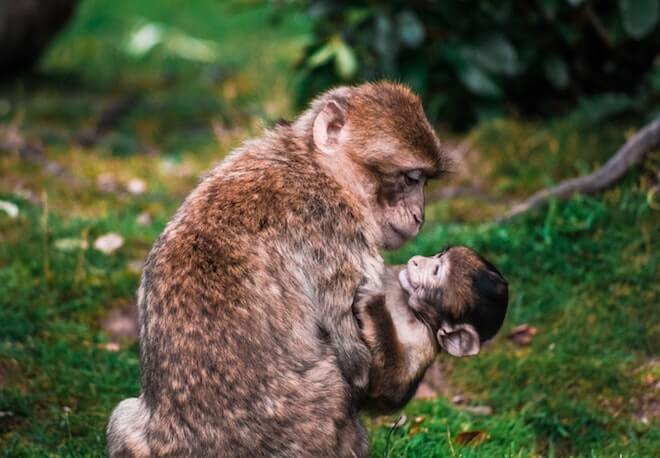 Pērtiķu māte mīlīgi tur savu mazuli