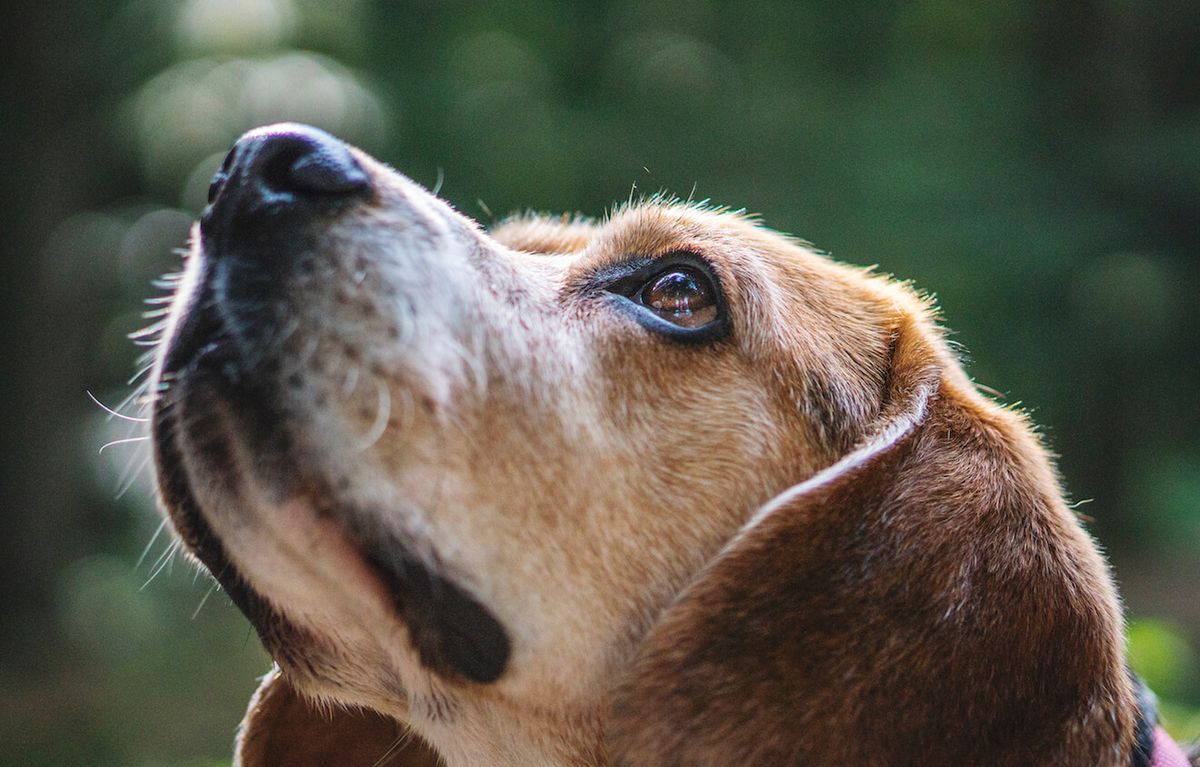 Izguba hišnega ljubljenčka: Kako se spoprijeti s smrtjo svojega živalskega prijatelja