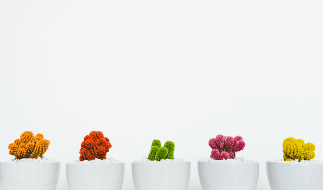 Tres cactus de diferentes colores en macetas blancas sobre fondo blanco.