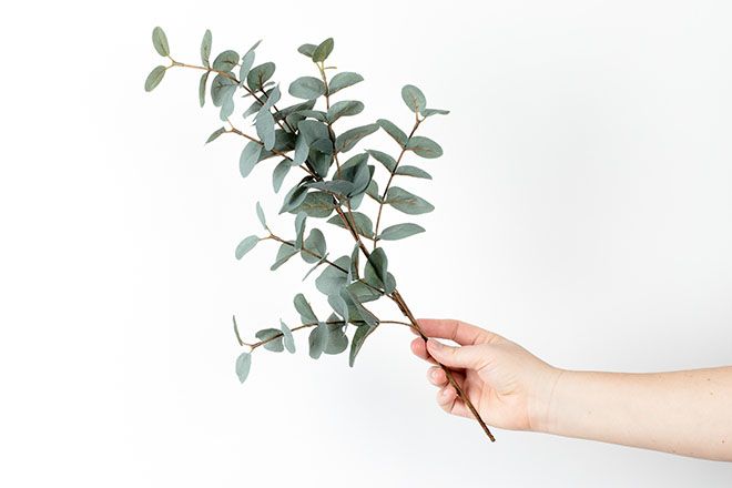 Roka, kas piedāvā olīvu zaru