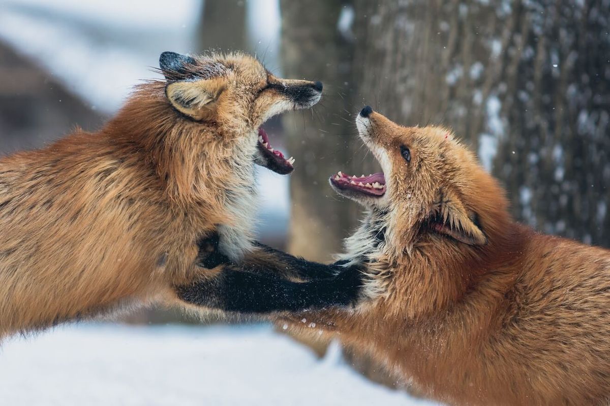 Δύο αλεπούδες που παλεύουν σε ένα χιονισμένο δάσος