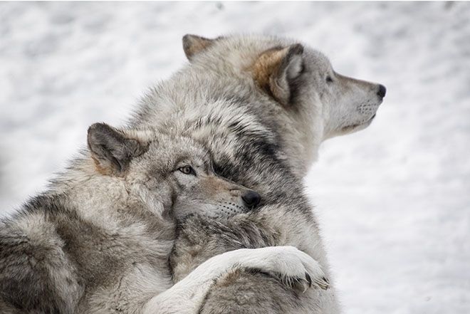 Lobo abrazando a otro lobo