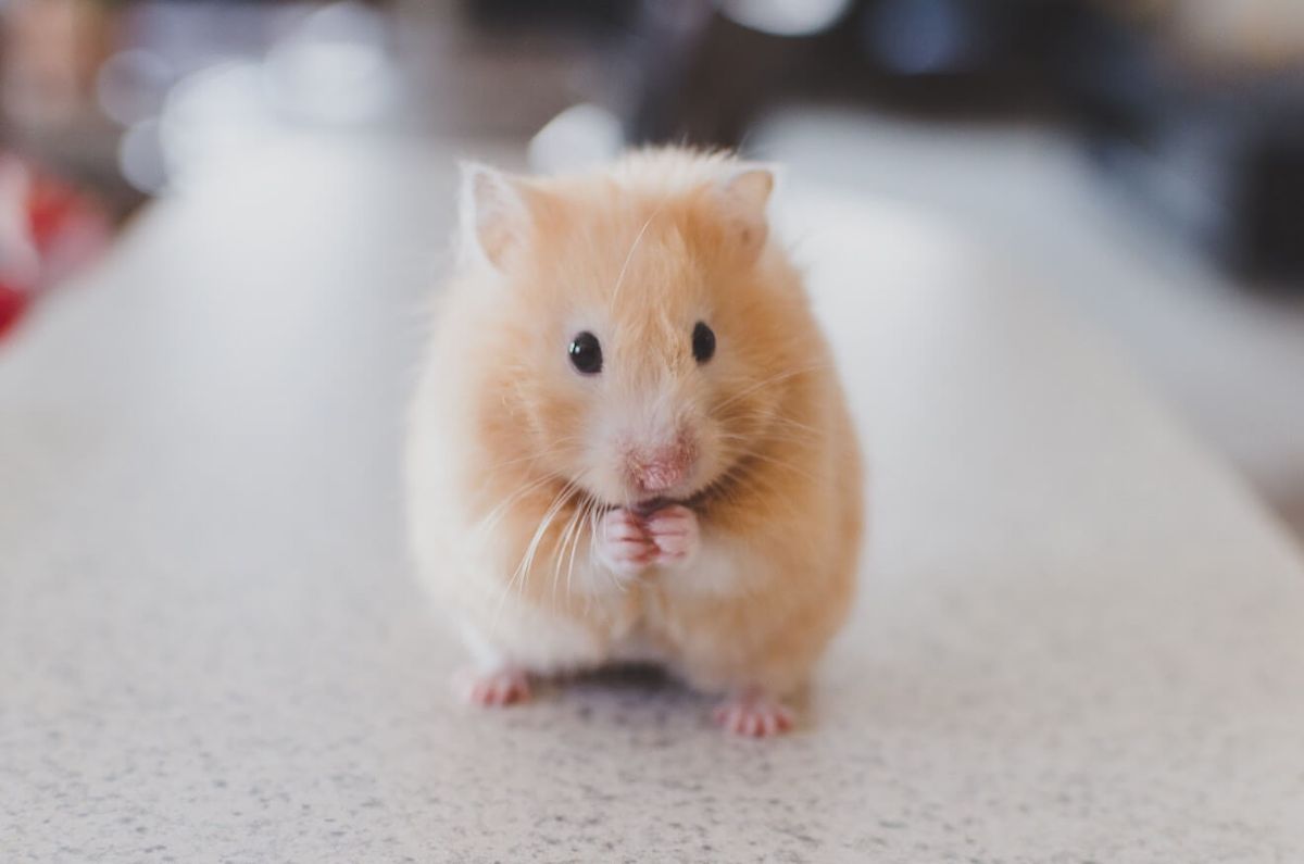 en hamster med framfoten tillsammans