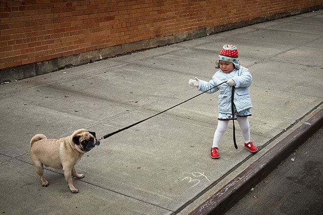 En lille pige fører en mops ud på gaden