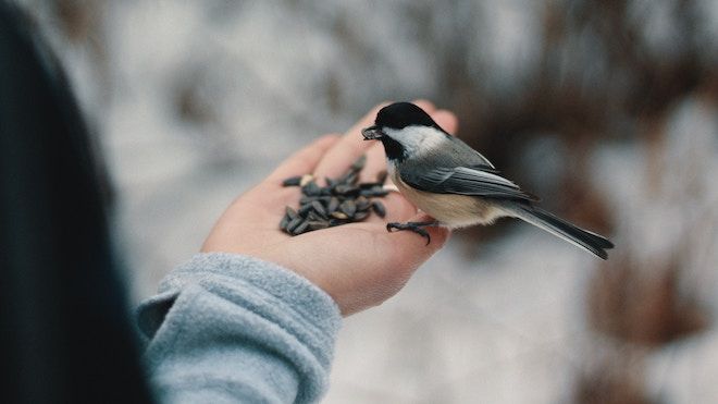 Un pájaro, posiblemente un pinzón, come de la mano de un hombre.