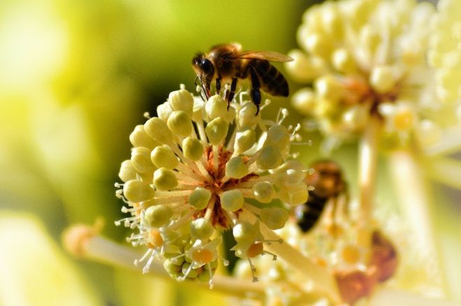 Mehiläinen tekee rentoa mehiläistavaraa häpeättä