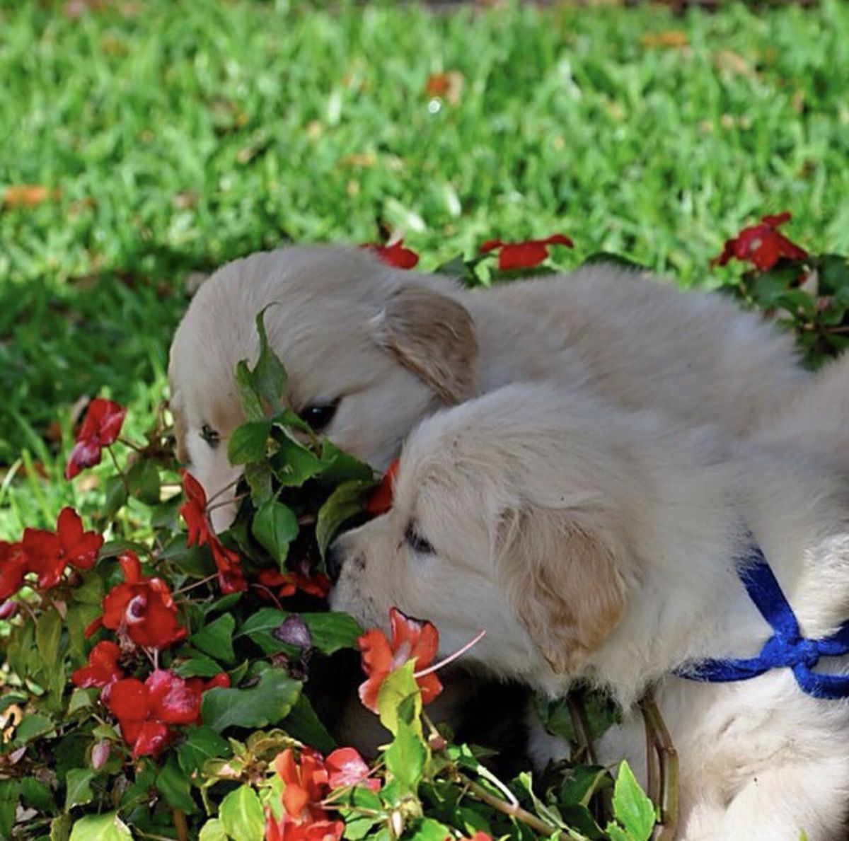 cachorros oliendo flores