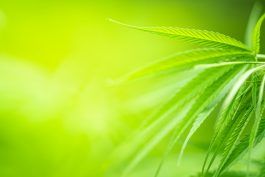 Cannabiskonsumstörung: Kenne die Anzeichen
